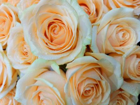 Dozen of Luxury Peach Avalanche Roses