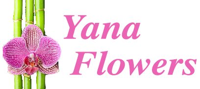 Yana Flowers Cookstown
